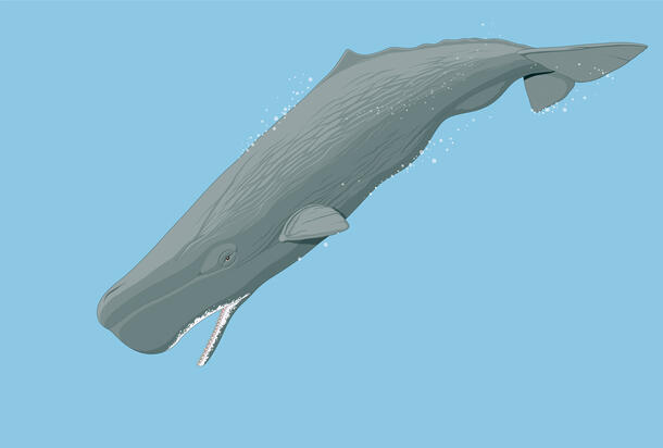 Sperm whale