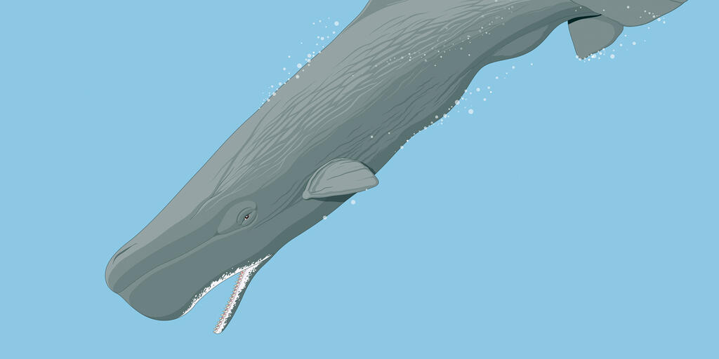 Animal Sperm Whale Set