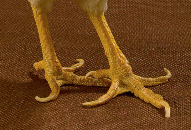 Close-up photo of chicken feet