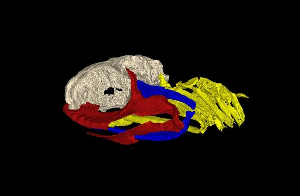 A 3D reconstruction of the skull of Ozarcus mapesae. The braincase is shown in light gray, the jaw is shown in red, the hyoid arch is shown in blue, and the gill arches are shown in yellow.