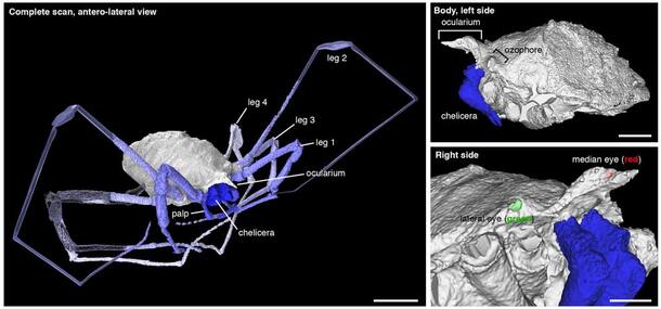 Harvestman fossil scan