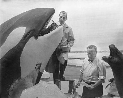Museum artists Ray deLucia and Matt Kalmenoff working on a Killer Whale model in 1967