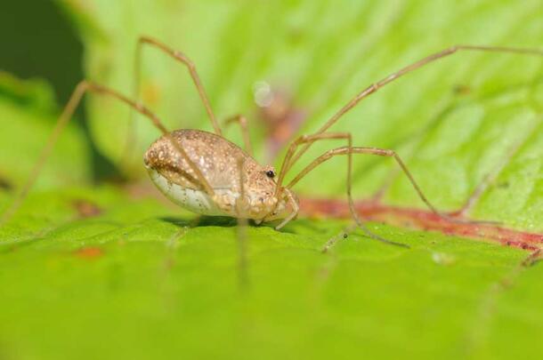 A daddy longlegs on a leaf.