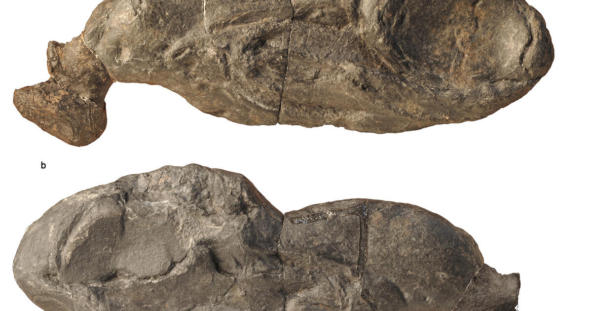 Ancient Shark Fossil Reveals New Insights into Jaw Evolution | AMNH