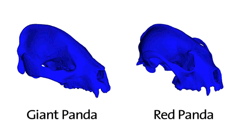 A computer generated image of two skulls, one of a Giant Panda, one of a Red Panda. The Red Panda skull shows a higher level of chewing stress when biting with the right canine tooth.