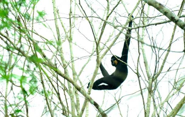 Yellow-cheeked crested gibbon 2014