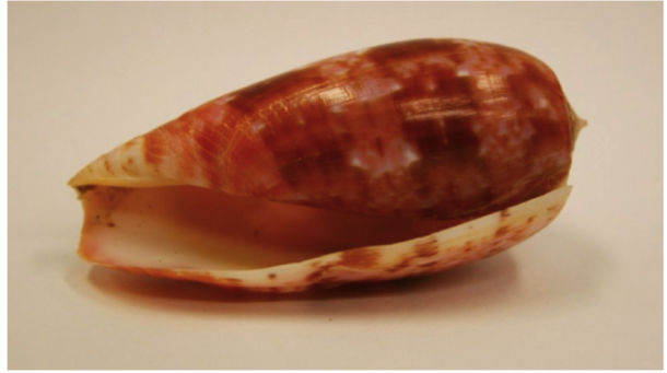 The smooth brownish shell of the venomous cone snail Conus bullatus
