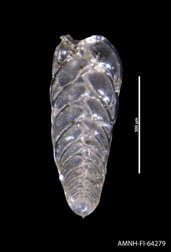 A cone-shaped foram shell measuring 500 micrometers. Microfossil catalog number AMNH-FI-64279.