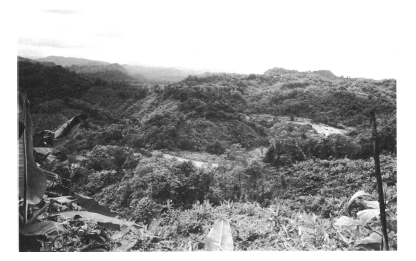 Golden Poison Frog habitat Colombia (Myers 1978)