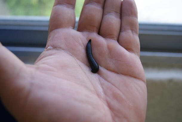 Sebastian Kvist: Leech in Baja California Sur