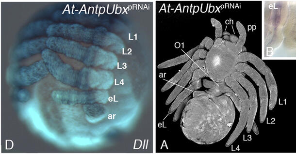 mutated spider embryo and adult, with legs numbered