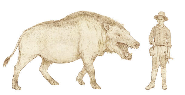 Andrewsarchus mongoliensis illustration 