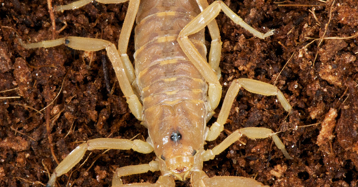 【3枚組】SCORPIONS/The Tail of the Scorpion Scorpion | National Geographic Kids