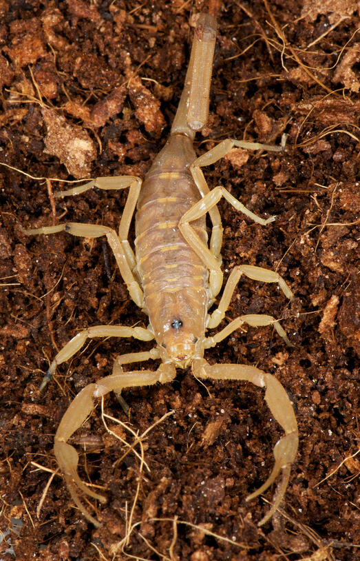 A close-up of an Arizona bark scorpion in brown dirt.