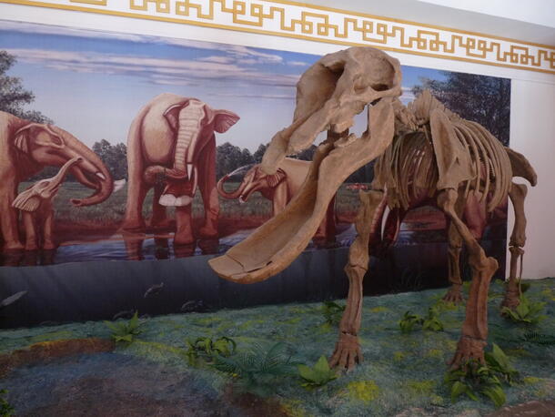 Platybelodon