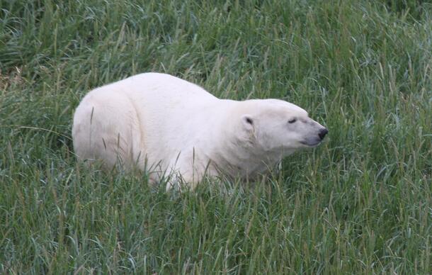 One polar bear in Western Hudson Bay