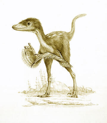 A painting of Sinornithosaurus, a feathered dinosaur.