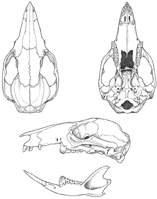 Black and white line drawings, depicting old world marsupial skulls from three angles: above, underneath, and lateral.