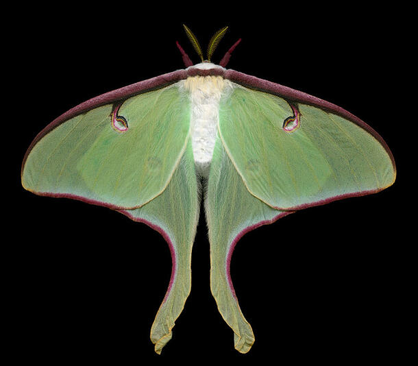 A close up photograph of a luna moth, its wings bright green with eye-like spots in the center of the wings.