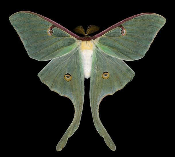 A close up photograph of a luna moth, its wings bright green with eye-like spots in the center of the wings.