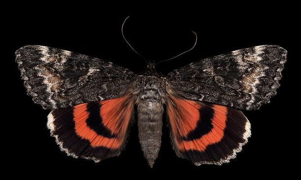 A close up photograph of a moth, its wings and body mostly grey, with two lower wings having bright red stripes.