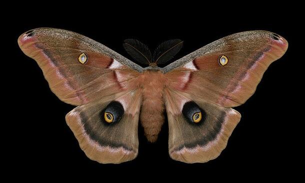 A close up photograph of a moth, its wings brown with dark coloration at the edges, and eye-like spots in the center of its wings.