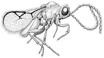 A black and white drawing of Syneucolia magnifica, a tiny parasitic wasp found in 90-million-year-old amber.
