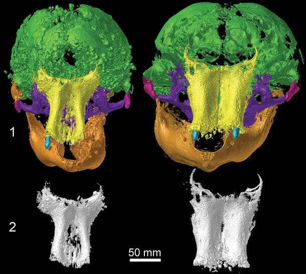 CT scans of skulls and jaws from two woolly mammoths. Distinct regions of the skulls are brightly colored to make comparing the two easier.