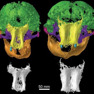 CT scans of skulls and jaws from two woolly mammoths. Distinct regions of the skulls are brightly colored to make comparing the two easier.