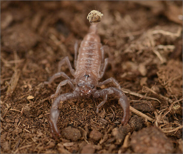 Emperor scorpion resting on a dirt-covered area.