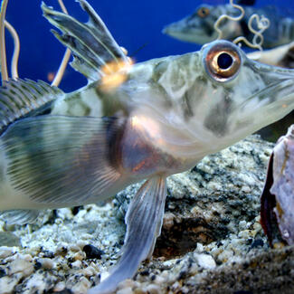 Fish Full of Antifreeze Protein Found Off Greenland | AMNH