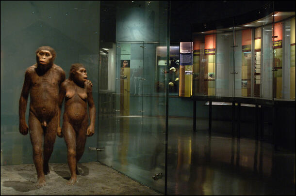 A diorama model of an Australopithecus afarensis couple walking arm-in-arm on display in the Spitzer Hall of Human Origins.