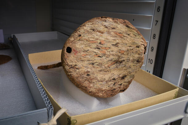 A circular wasp nest with a small hole at the bottom inside of a specimen tray on a shelf.