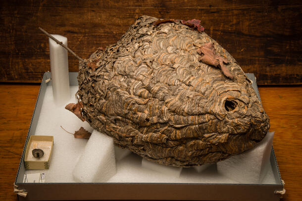 A round hornet nest specimen with a hole at the bottom and a scalloped texture sits on a cardboard specimen tray. 