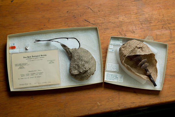 Two wasp nests, each in its own specimen box with a label.