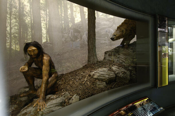 Diorama of a bear coming up on a hominid crouching in a forest. 