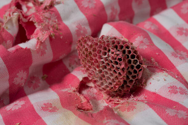 Honeycombed pink wasp nest rests on a piece of pink and white striped fabric.