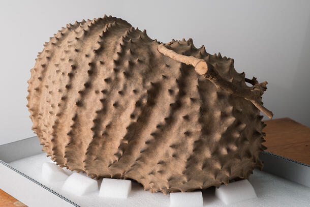 Large wasp nest viewed on a specimen tray.