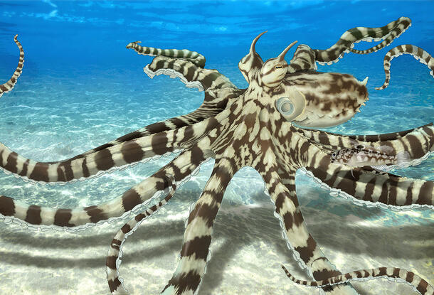 Rendering of a striped mimic octopus. 