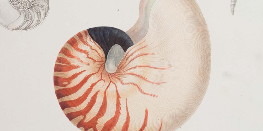 New From the Museum: The Seashell Collector | AMNH