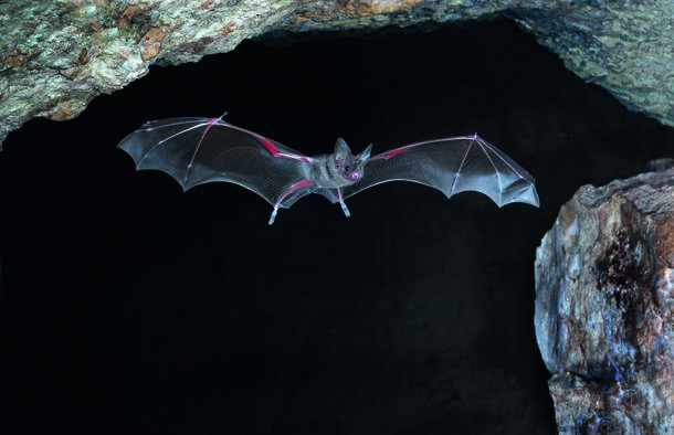 Lesser Mouse-Tailed bat flies into a cave.