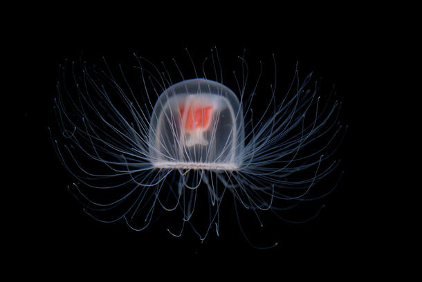 A translucent jellyfish, the Turritopsis dohrnii, with long, thin tentacles floats against dark water. 