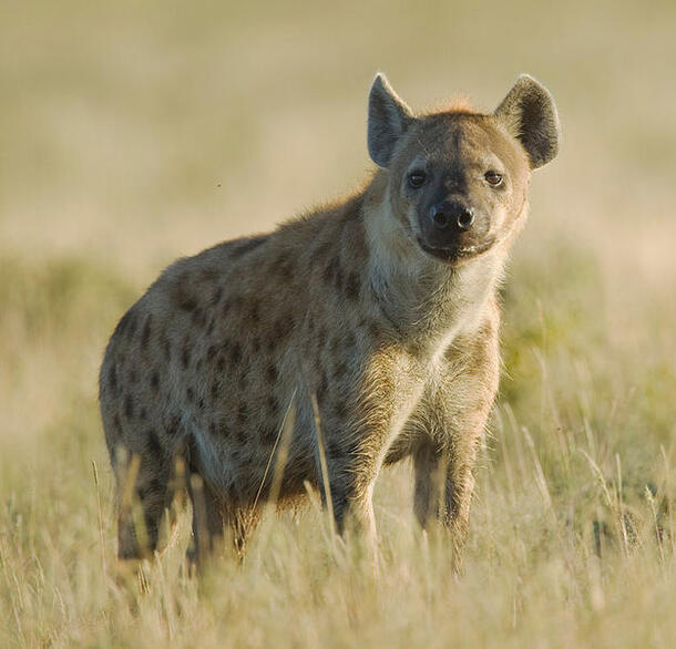 A spotted hyena standing in tall grass, ears back as it looks toward the camera.