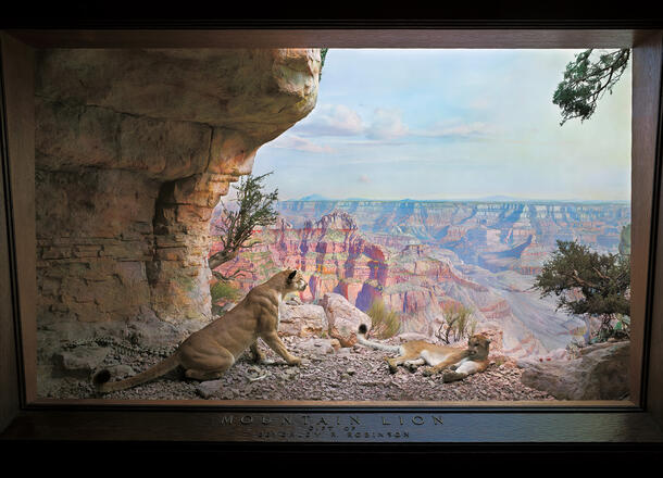 Museum diorama depicting two mountain lions in the Grand Canyon, one lying down and one sitting up facing out onto a high view of the canyon below.