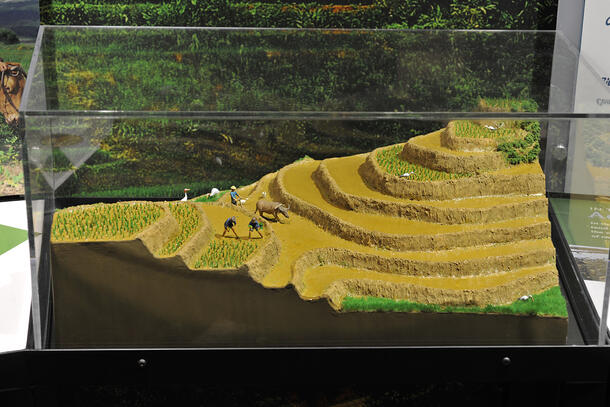In a glass display box, a model of a low mountainside scalloped with rice terraces. with the figures of three farmers and one working animal that looks like a water buffalo.