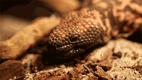 In this animated graphic, a gila monster flicks its forked tongue.