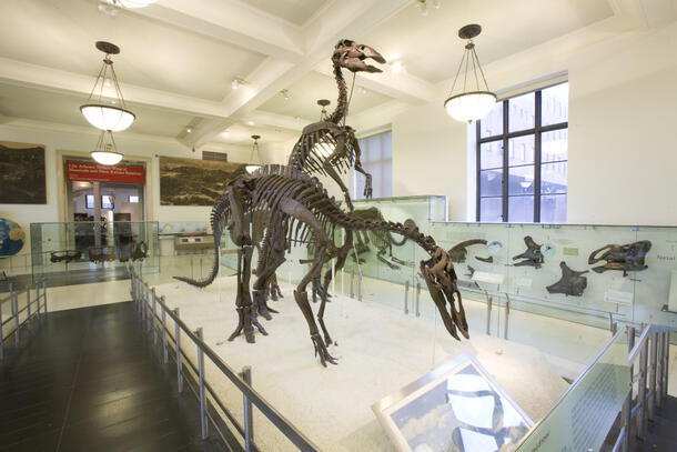 Two mounted Anatotitan fossil skeletons. 