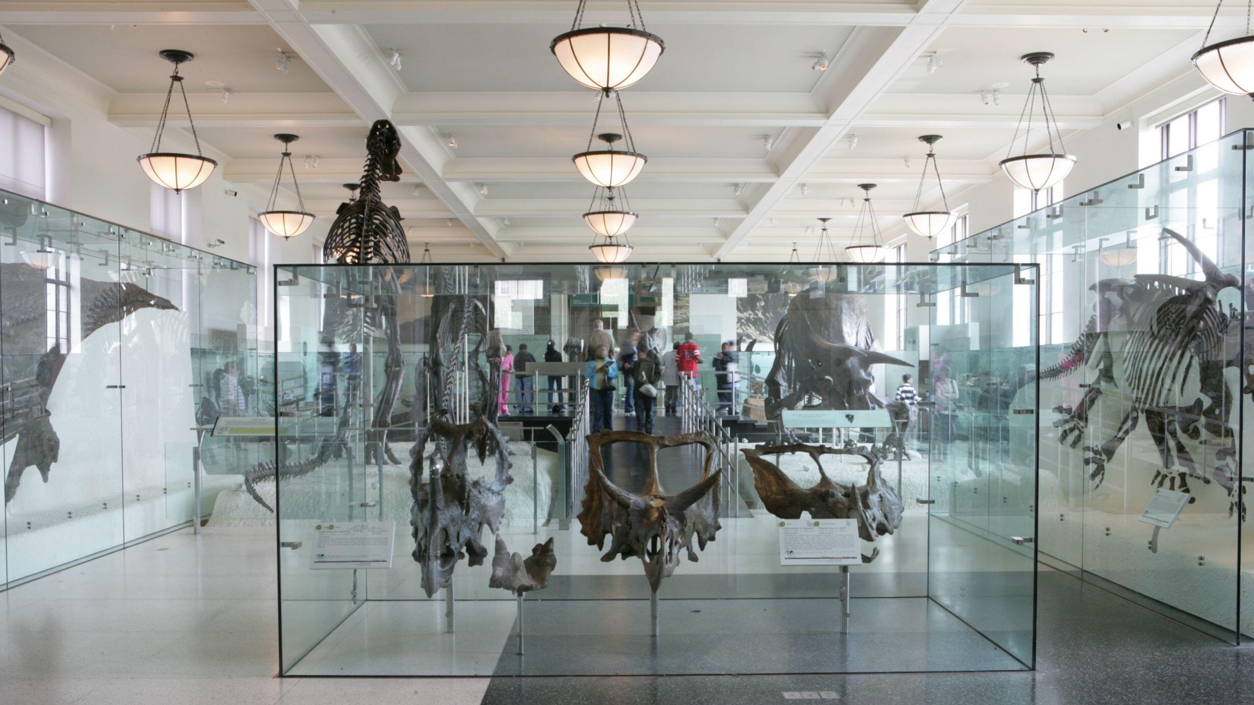 A view of the Hall of Ornithischian Dinosaurs at the American Museum of Natural History. 