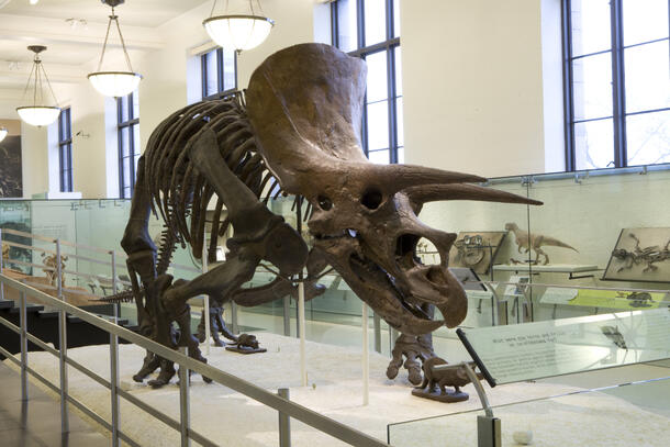 Mounted Triceratops fossil skeleton.