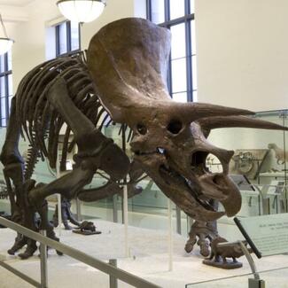Mounted Triceratops fossil skeleton.